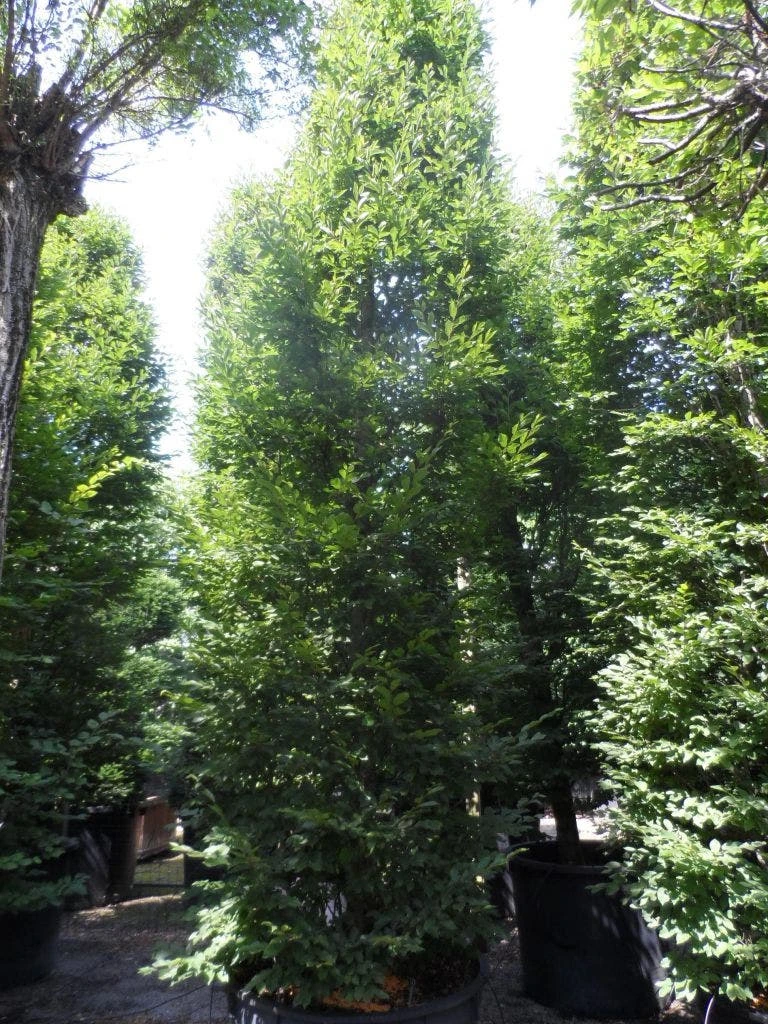 Haagbeuk (Carpinus Betulus 'Fastigiata') 8 Haagbeuk (Carpinus Betulus 'Fastigiata') - Afbeelding 8