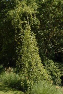 Treurhaagbeuk (Carpinus Betulus 'Pendula') -Planten Verkoopwinkel carpinus betulus pendula01