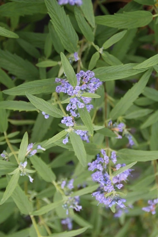 Caryopteris (Caryopteris Clandonensis 'Blue Empire') 2 Caryopteris (Caryopteris Clandonensis 'Blue Empire') - Afbeelding 2