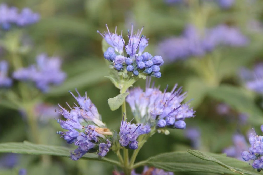 Caryopteris (Caryopteris Clandonensis 'Blue Empire') 3 Caryopteris (Caryopteris Clandonensis 'Blue Empire') - Afbeelding 3