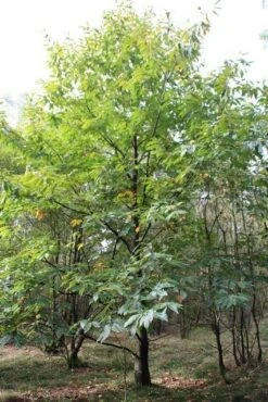 Tamme Kastanje (Castanea Sativa) -Planten Verkoopwinkel castanea sativa tamme kastanje 1 1