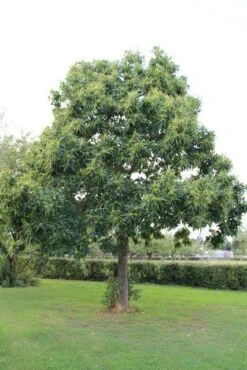 Tamme Kastanje (Castanea Sativa) 21 Tamme Kastanje (Castanea Sativa) -Planten Verkoopwinkel castanea sativa tamme kastanje 2 2