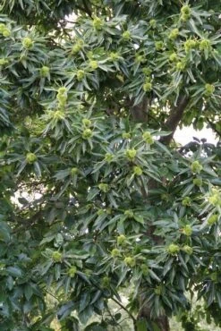 Tamme Kastanje (Castanea Sativa) -Planten Verkoopwinkel castanea sativa tamme kastanje 3 1