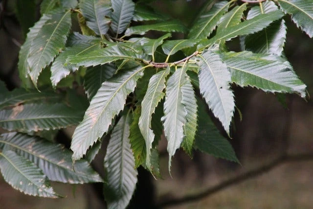 Tamme Kastanje (Castanea Sativa) 6 Tamme Kastanje (Castanea Sativa) - Afbeelding 6