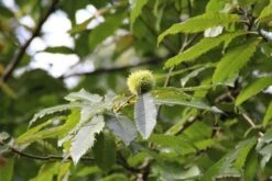 Tamme Kastanje Als Halfstam (Castanea Sativa) -Planten Verkoopwinkel castanea sativa tamme kastanje 9 1 1