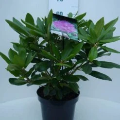 Rhododendron (Rhododendron Catawbiense 'Boursault') -Planten Verkoopwinkel cat. boursalt c5 voor