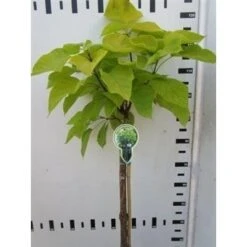 Trompetboom Op Stam (Catalpa Bignonioides 'Aurea')