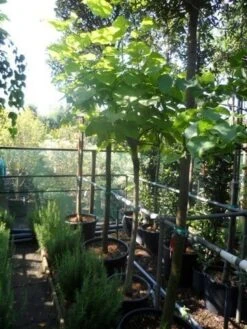 Gele Trompetboom (Catalpa Bignonioides 'Aurea') -Planten Verkoopwinkel catalpa bignonioides aurea 120stam c35