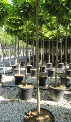 Bolcatalpa (Catalpa Bignonioides 'Nana') -Planten Verkoopwinkel catalpa bignonioides nana 10 12