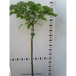 Trompetboom Op Stam (Catalpa Bignonioides 'Nana'), Halfstam 7 Trompetboom Op Stam (Catalpa Bignonioides 'Nana'), Halfstam -Planten Verkoopwinkel catalpa bignonioides nana 130cm