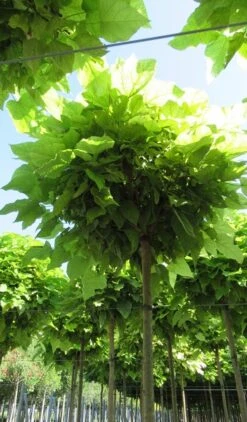 Bolcatalpa (Catalpa Bignonioides 'Nana') -Planten Verkoopwinkel catalpa bignonioides nana 5