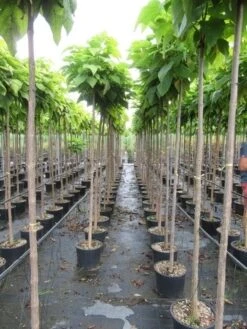 Bolcatalpa (Catalpa Bignonioides 'Nana') -Planten Verkoopwinkel catalpa bignonioides nana 6 8 1