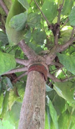 Bolcatalpa (Catalpa Bignonioides 'Nana') -Planten Verkoopwinkel catalpa bignonioides nana 6 1