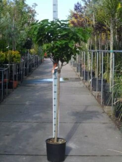 Trompetboom Op Stam (Catalpa Bignonioides 'Nana'), Halfstam 6 Trompetboom Op Stam (Catalpa Bignonioides 'Nana'), Halfstam -Planten Verkoopwinkel catalpa bignonioides nana halfstam c20