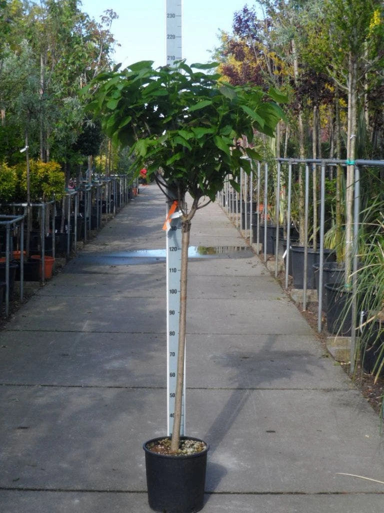 Trompetboom Op Stam (Catalpa Bignonioides 'Nana'), Halfstam 3 Trompetboom Op Stam (Catalpa Bignonioides 'Nana'), Halfstam - Afbeelding 3