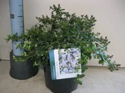 Amerikaanse Sering (Ceanothus Thyrsiflorus 'Repens') -Planten Verkoopwinkel ceanothus repens c5 maart.jpg