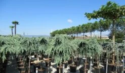 Treurceder Op Stam (Cedrus Libani 'Glauca Pendula') -Planten Verkoopwinkel cedrus 1