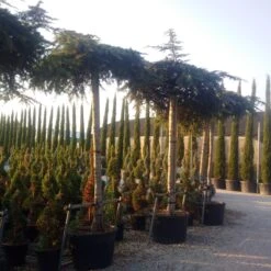 Ceder Als Dakboom (Cedrus Deodara 'Pendula') -Planten Verkoopwinkel cedrus deodara dak