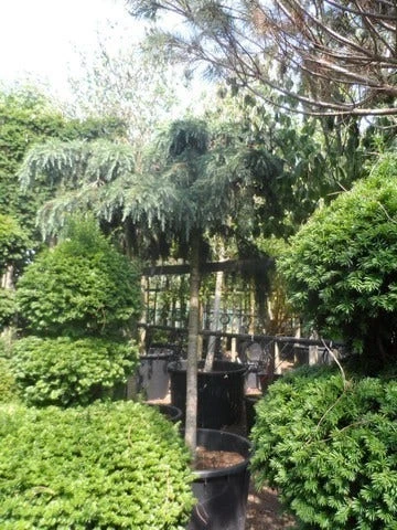 Ceder Als Boom (Cedrus Deodara 'Feelin Blue') 3 Ceder Als Boom (Cedrus Deodara 'Feelin Blue') - Afbeelding 3