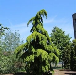 Treurceder (Cedrus Deodara 'Pendula') -Planten Verkoopwinkel cedrus deodara pendula 2