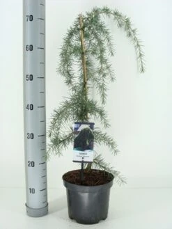 Treurceder (Cedrus Deodara 'Pendula') -Planten Verkoopwinkel cedrus deodara pendula c3 m 1 1