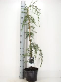 Treurceder (Cedrus Deodara 'Pendula') -Planten Verkoopwinkel cedrus deodara pendula c5 m 1 2