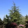 Libanonceder (Cedrus Libani) -Planten Verkoopwinkel cedrus libani