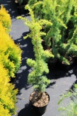Atlasceder (Cedrus Libani 'Atlantica Aurea') -Planten Verkoopwinkel cedrus libani atlantica aurea