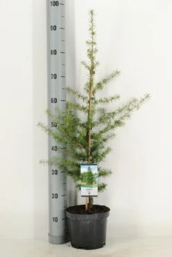 Libanonceder (Cedrus Libani) -Planten Verkoopwinkel cedrus libani c3 m 1