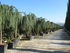Treurceder Als Boom (Cedrus Libani 'Glauca Pendula') -Planten Verkoopwinkel cedrus libani glauca pendula 2 1 2