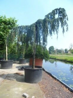 Treurceder Als Boom (Cedrus Libani 'Glauca Pendula') 29 Treurceder Als Boom (Cedrus Libani 'Glauca Pendula') -Planten Verkoopwinkel cedrus libani glauca pendula 35 40ho c1000 1 1