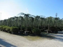 Treurceder Als Boom (Cedrus Libani 'Glauca Pendula') 37 Treurceder Als Boom (Cedrus Libani 'Glauca Pendula') -Planten Verkoopwinkel cedrus libani glauca pendula 4 1