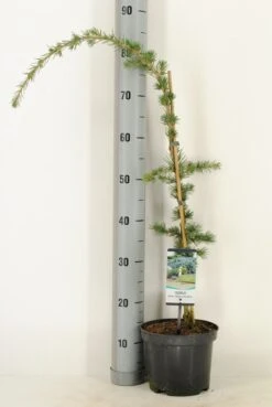 Treurceder Als Boom (Cedrus Libani 'Glauca Pendula') -Planten Verkoopwinkel cedrus libani glauca pendula c3 m 2