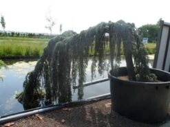 Treurceder Als Boom (Cedrus Libani 'Glauca Pendula') 30 Treurceder Als Boom (Cedrus Libani 'Glauca Pendula') -Planten Verkoopwinkel cedrus libani glauca pendula halfstam c1000 solitair 1 1