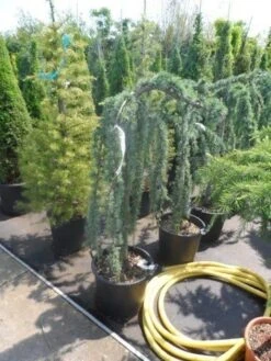 Treurceder Als Boom (Cedrus Libani 'Glauca Pendula') -Planten Verkoopwinkel cedrus libani glauca pendula halfstam c35 1 2