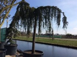 Treurceder Als Boom (Cedrus Libani 'Glauca Pendula') -Planten Verkoopwinkel cedrus libani glauca pendula hoogstam solt 2