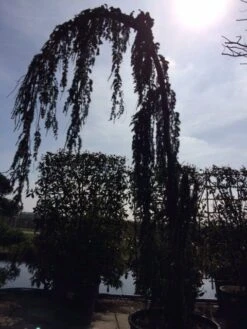 Treurceder Als Boom (Cedrus Libani 'Glauca Pendula') -Planten Verkoopwinkel cedrus libanica glauca pendula solitair geveerd 2