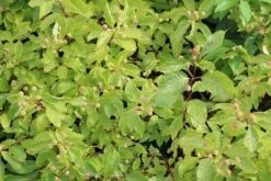 Kogelbloem (Cephalanthus Occidentalis) -Planten Verkoopwinkel cephalanthus occidentalis 2 1