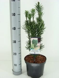Knoptaxus (Cephalotaxus Harringtonia 'Fastigiata') -Planten Verkoopwinkel cephalotaxus harr. fastigiata winter c3 m