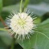 Kogelbloem (Cephalanthus Occidentalis) -Planten Verkoopwinkel cepharanthus occidentalis 2