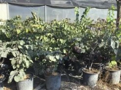 Judasboom Als Struik (Cercis Canadensis 'Forest Pansy') -Planten Verkoopwinkel cercis canadensis forest pansy 100 125 cm 1