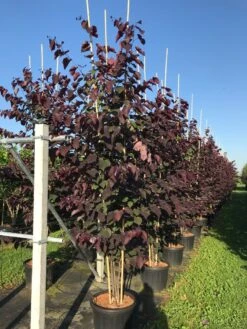 Meerstammige Judasboom (Cercis Canadensis 'Forest Pansy') -Planten Verkoopwinkel cercis canadensis forest pansy c50 3 stem