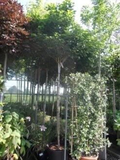 Chinese Judasboom (Cercis Chinensis 'Avondale') -Planten Verkoopwinkel cercis chinensis avondale 10 12 14ho cont 2