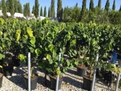 Chinese Judasboom (Cercis Chinensis 'Avondale') -Planten Verkoopwinkel cercis chinensis avondale 100 125 c18