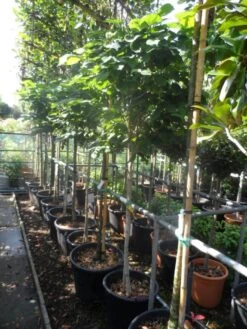 Chinese Judasboom (Cercis Chinensis 'Avondale') -Planten Verkoopwinkel cercis chinensis avondale halfstam c35