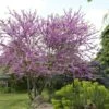 Judasboom Als Struik (Cercis Siliquastrum) -Planten Verkoopwinkel cercis siliquastrum01 1