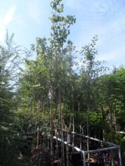 Judasboom (Cercis Siliquastrum) -Planten Verkoopwinkel cercis siliquastrum 10 12ho cont 2