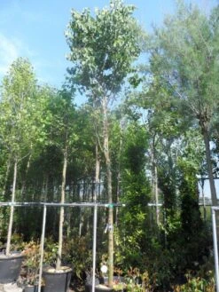 Judasboom (Cercis Siliquastrum) -Planten Verkoopwinkel cercis siliquastrum 18 20ho cont 1