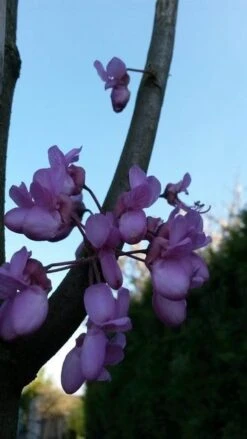 Judasboom (Cercis Siliquastrum) -Planten Verkoopwinkel cercis sill 2