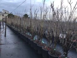 Chinese Judasboom (Cercis Chinensis 'Shirobana') -Planten Verkoopwinkel cercisshirbana 2